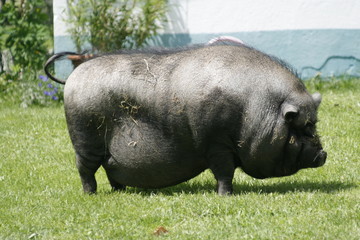 Hängebauchschwein, hanging belly pig