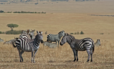 Fototapeta na wymiar Zebry, Masai Mara Kenia