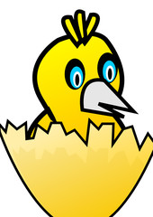 Cute little chicken  2