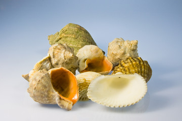 ao_080826_3552.jpg muschelschalen © Andreas Osiptschuk