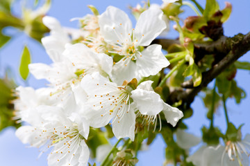 Vielen Blüten von Apfel auf Ast