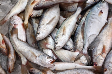 Freshly Caught Fish