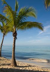 Obraz na płótnie Canvas Palm tree on the beach