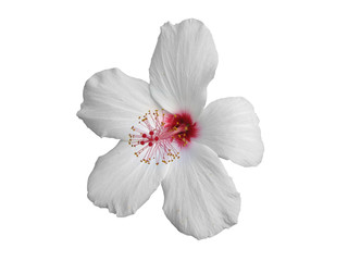 Isolated white flower of Hibiscus