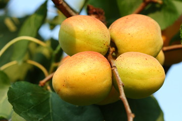 Apricots in an orchard ready for harvesting