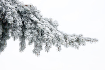 Winter firtree brunch isolated on white