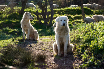 two sheepdogs maremmano in backlight