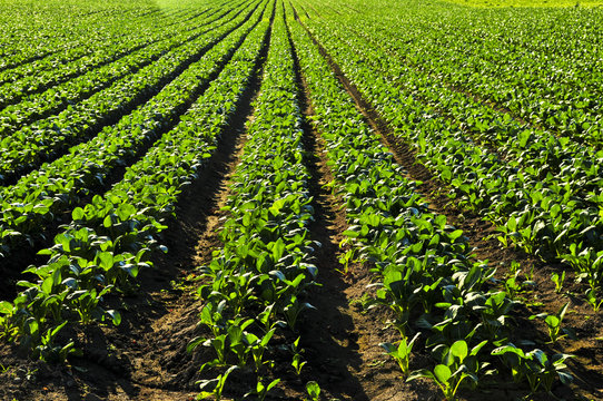 Rows Of Turnip Plants In A Field