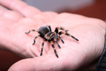 Vogelspinne