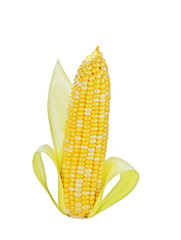Corn on cob