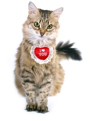 Siberian Valentine cat