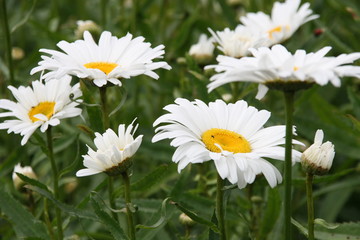 Morning daisies in a garden