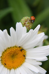 Fototapeta premium Daisy in a garden