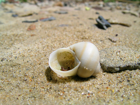 Shell