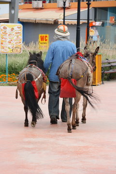 Donkey driver in a holiday resort