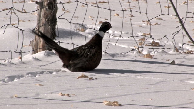 Ringneck Pheasant walk in snow