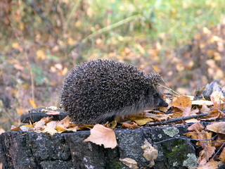 Hedgehog