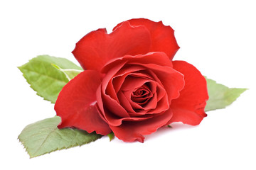Fototapeta premium red rose