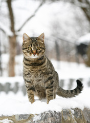 Cat in snow.