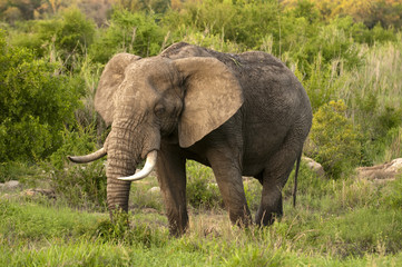 Naklejka na ściany i meble Elephant in Kruger Park