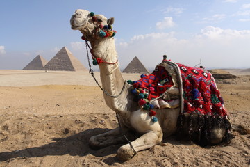 dromadaire et pyramides egypte