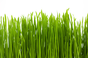 Fototapeta na wymiar grass, isolated, macro