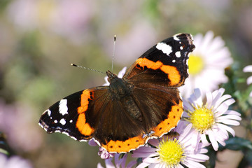 The butterfly-krapivnitsa against camomiles