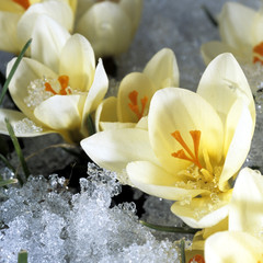 Krokus, Crocus tommasinianus
