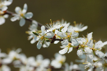 Sloe flowers