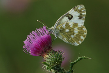 Euchloe ausonia volgensis
