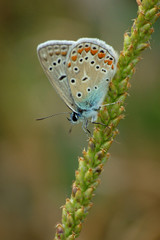 Polyommatus bellargus on a plantain arrow