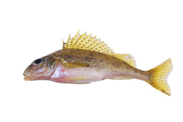 Small ruff fish isolated