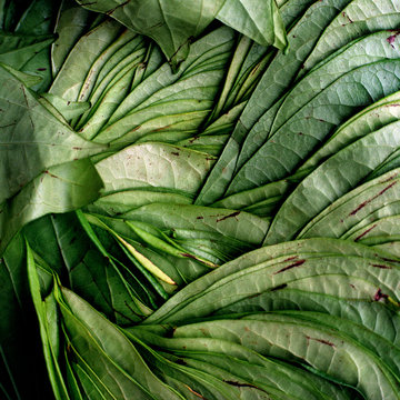 Betel Leafs Shimoga Market
