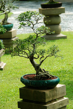 Indoor bonsai tree in a pot