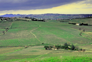 Fototapeta premium Vineyards near Imola Italy