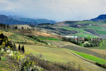 Fototapeta na wymiar Winnice w pobliżu Imola, Włochy