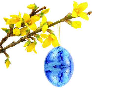 Blaues Osterei mit Forsythienblüten