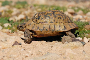 tortue de terre