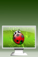 Computer Coccinella-Ladybird-vertical