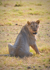 Fototapeta na wymiar lion, amboseli, kenya