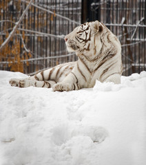 White tiger