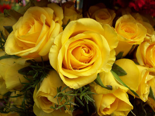 Yellow rose