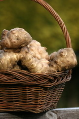 topinambours,topinambour,Helianthus,tuberosus,tubercule,racine