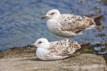 Herring gull