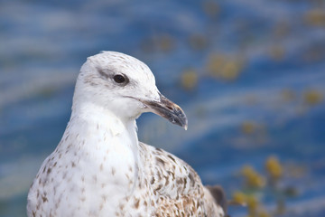 Herring gull