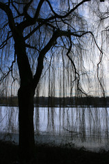 Trauerweide