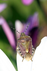 bug in a flower