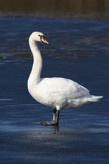 Swan