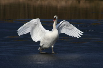 Swan