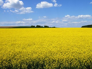 Obraz premium Rapefield